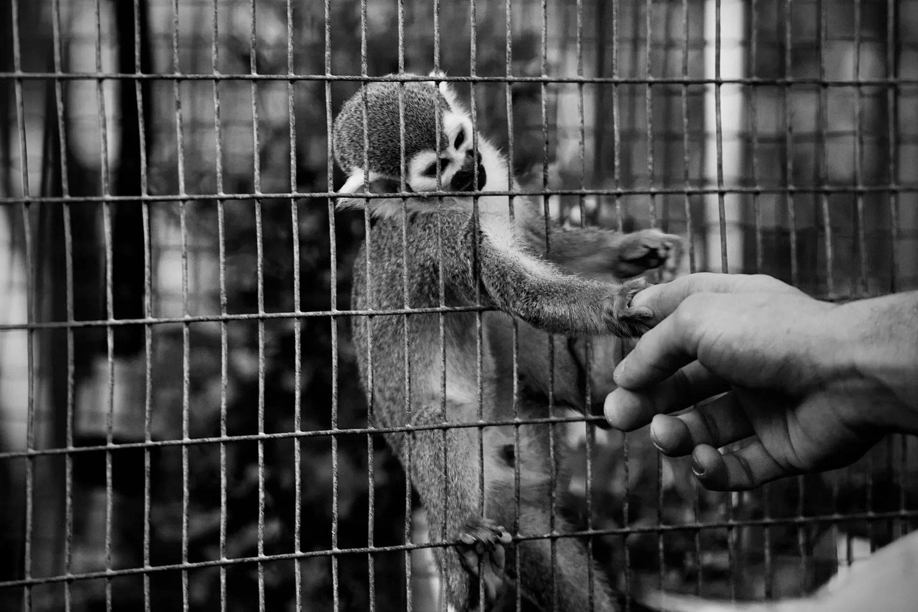 Otter Madness for October Half-Term at Nunnington Hall