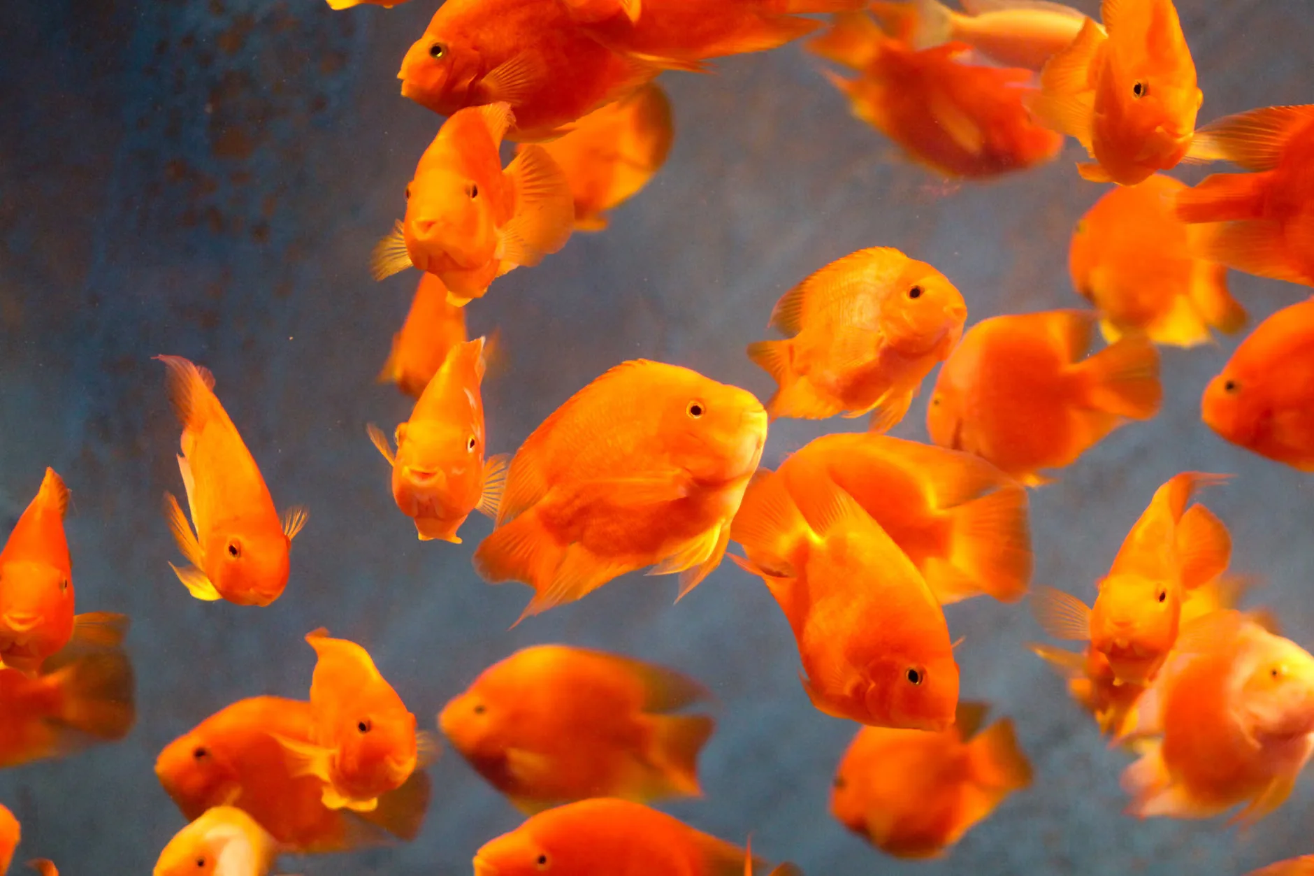 Sea Life Brighton - Standard Admission at SEA LIFE Brighton