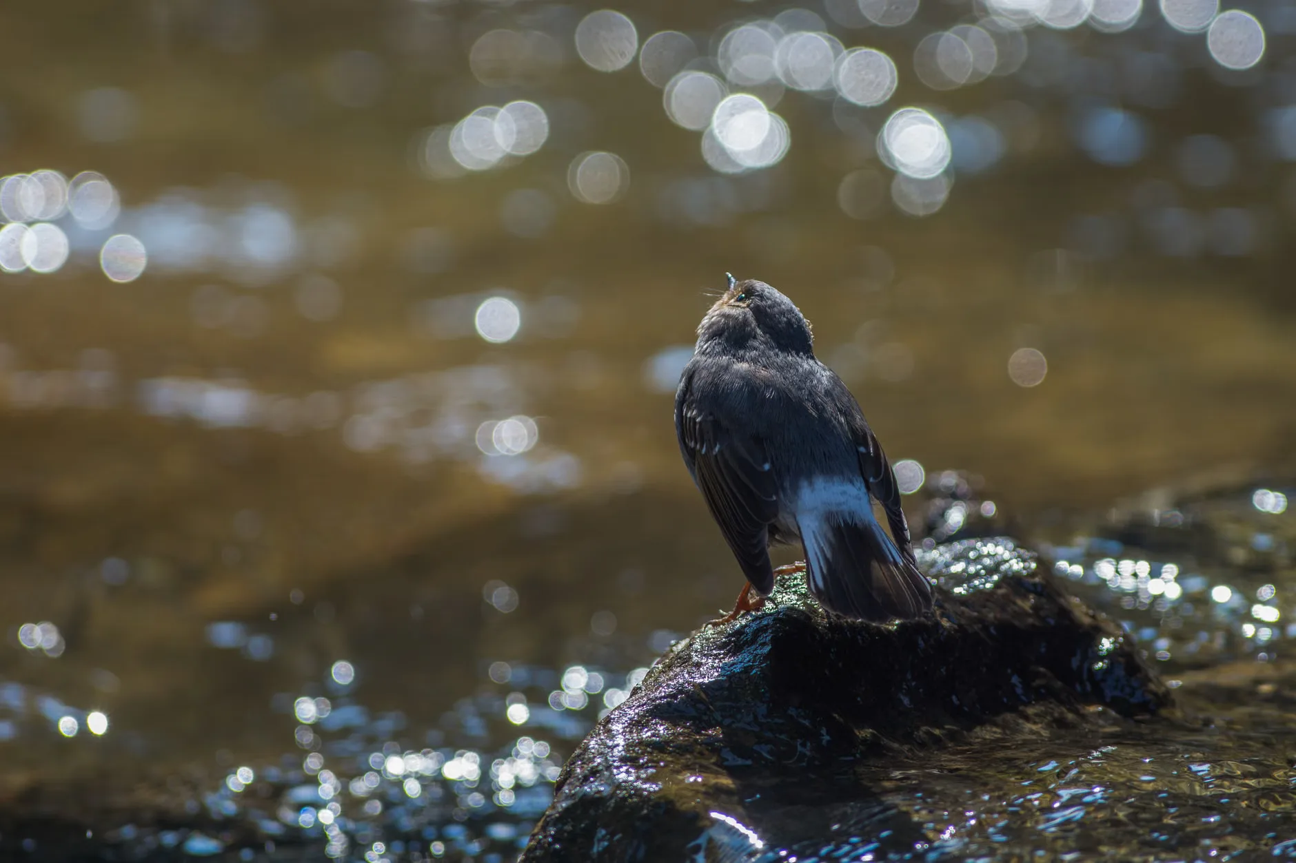 Bird Watching Walks