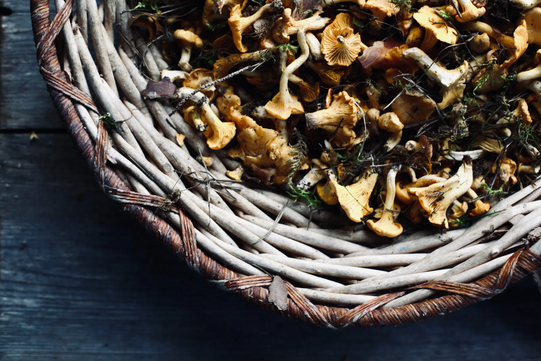 Foraging Walk with Fieldstudy