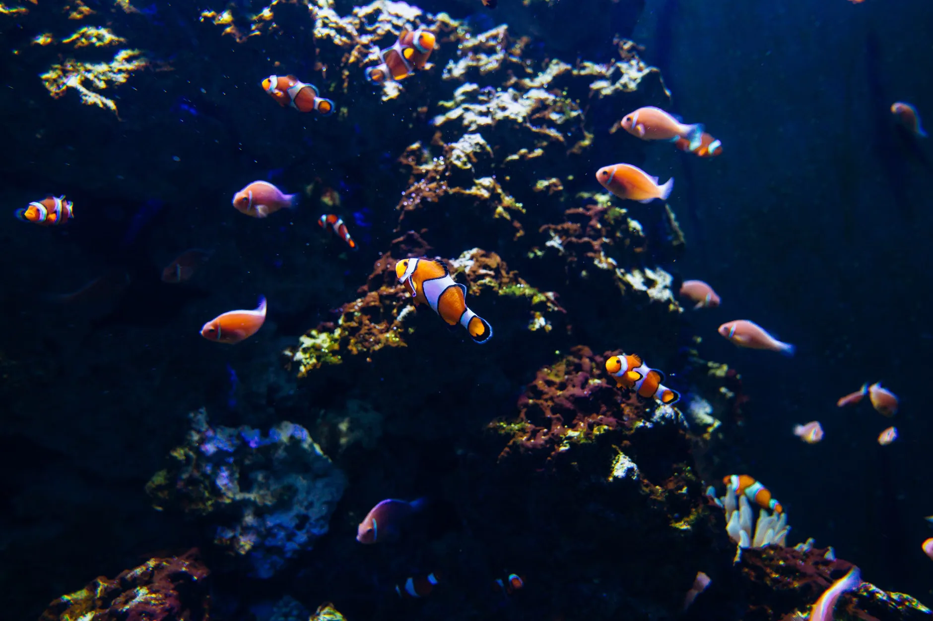 Sea Life Birmingham - Standard Entry