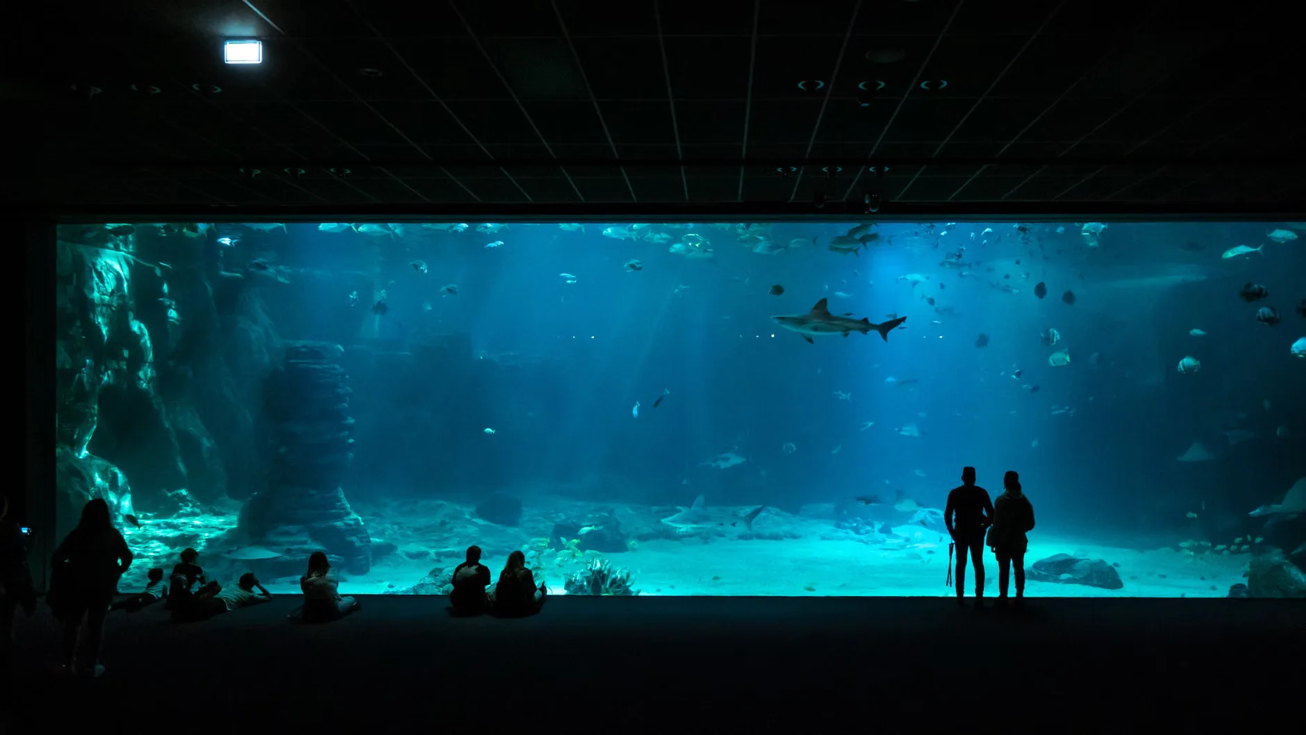 Sea Life Blackpool - Standard Entry at SEA LIFE Blackpool