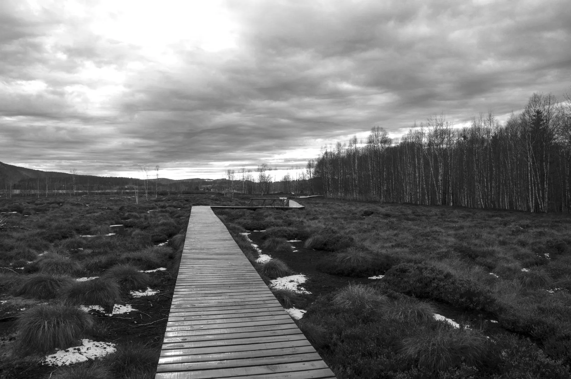 Free guided wildlife walks at Hindhead at Hindhead Commons and the Devil's Punch Bowl