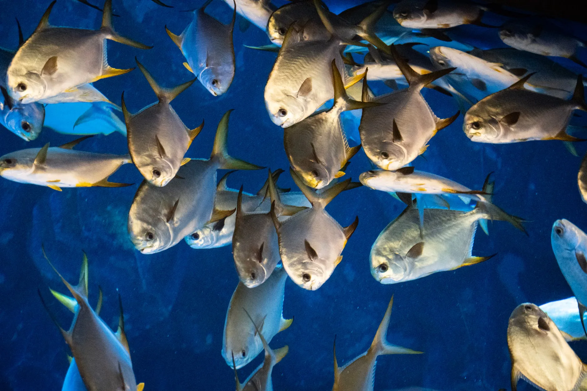 Sea Life London - Standard Entry