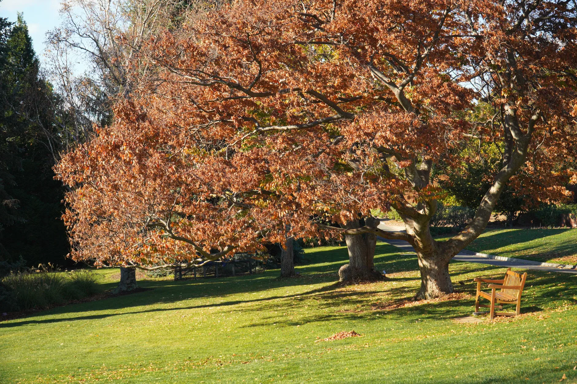 Garden Tours at Fenton House and Garden