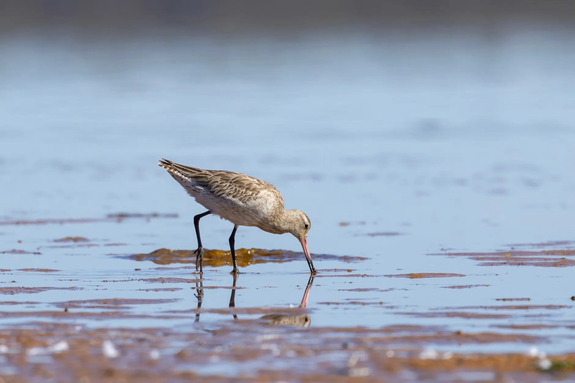Wild Wednesday – Birds at Grand Western Canal Country Park
