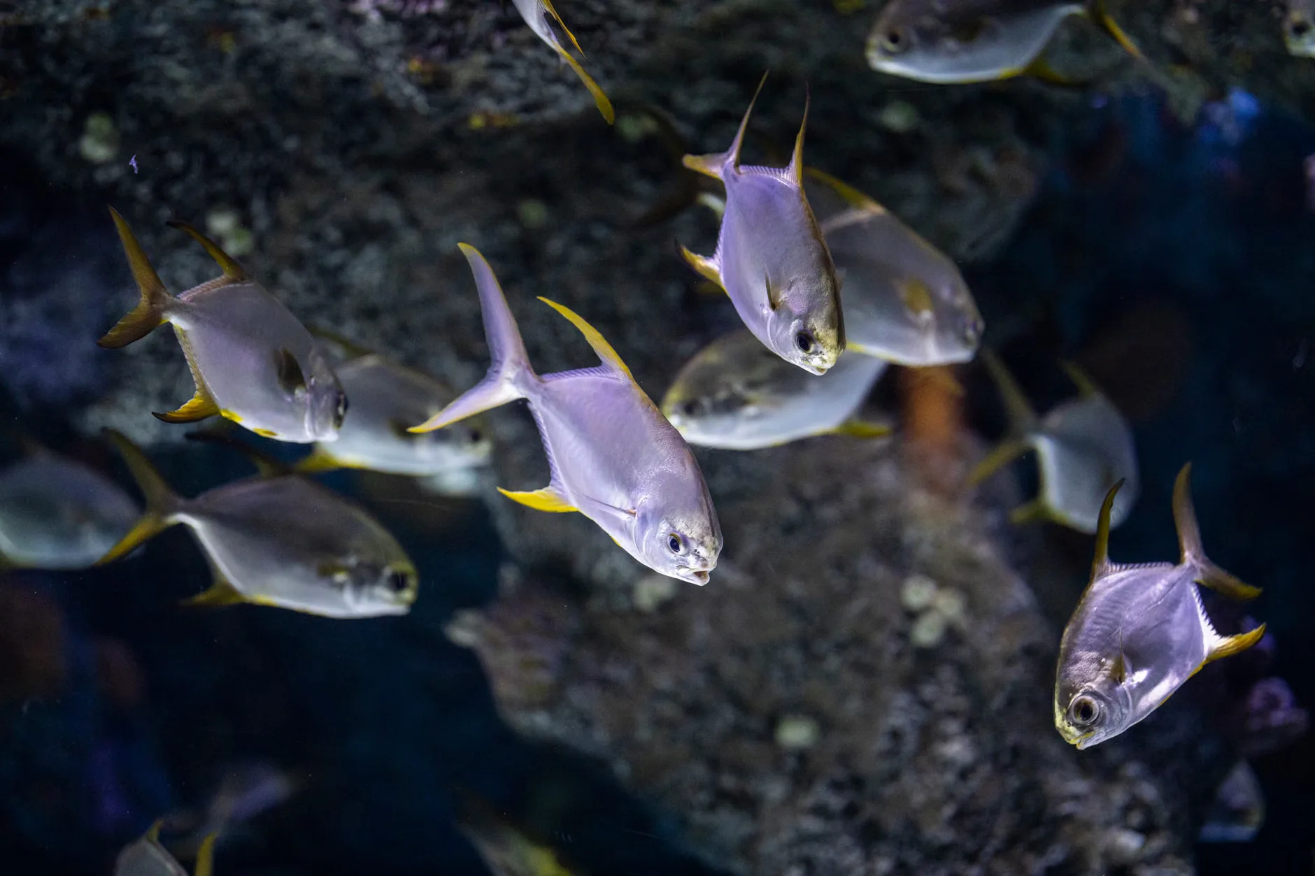 Sea Life Birmingham + Legoland Discovery Centre Birmingham