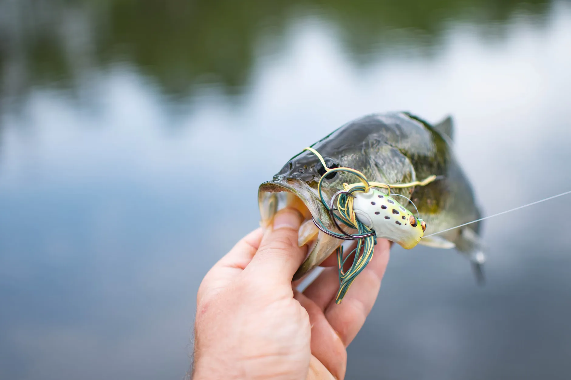 Free Junior Fishing Club | Summerhayes Juniors at Summerhayes Juniors Club