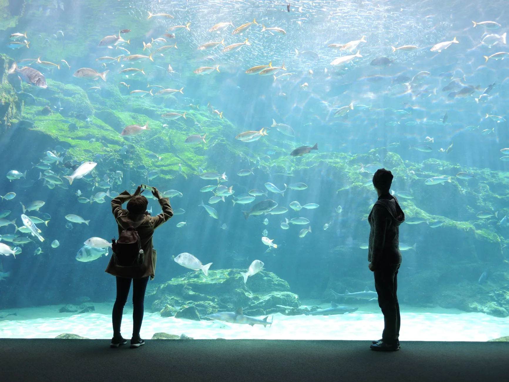 Sea Life London - Standard Entry
