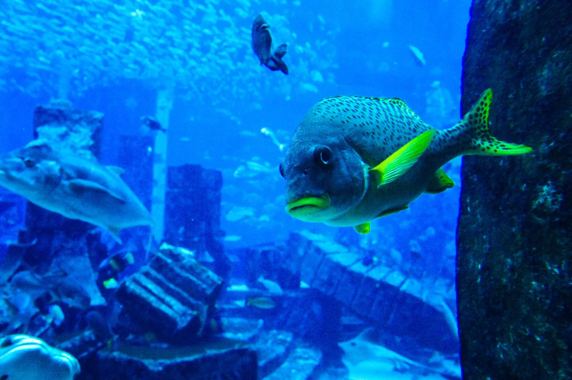 Sea Life Brighton - Standard Admission