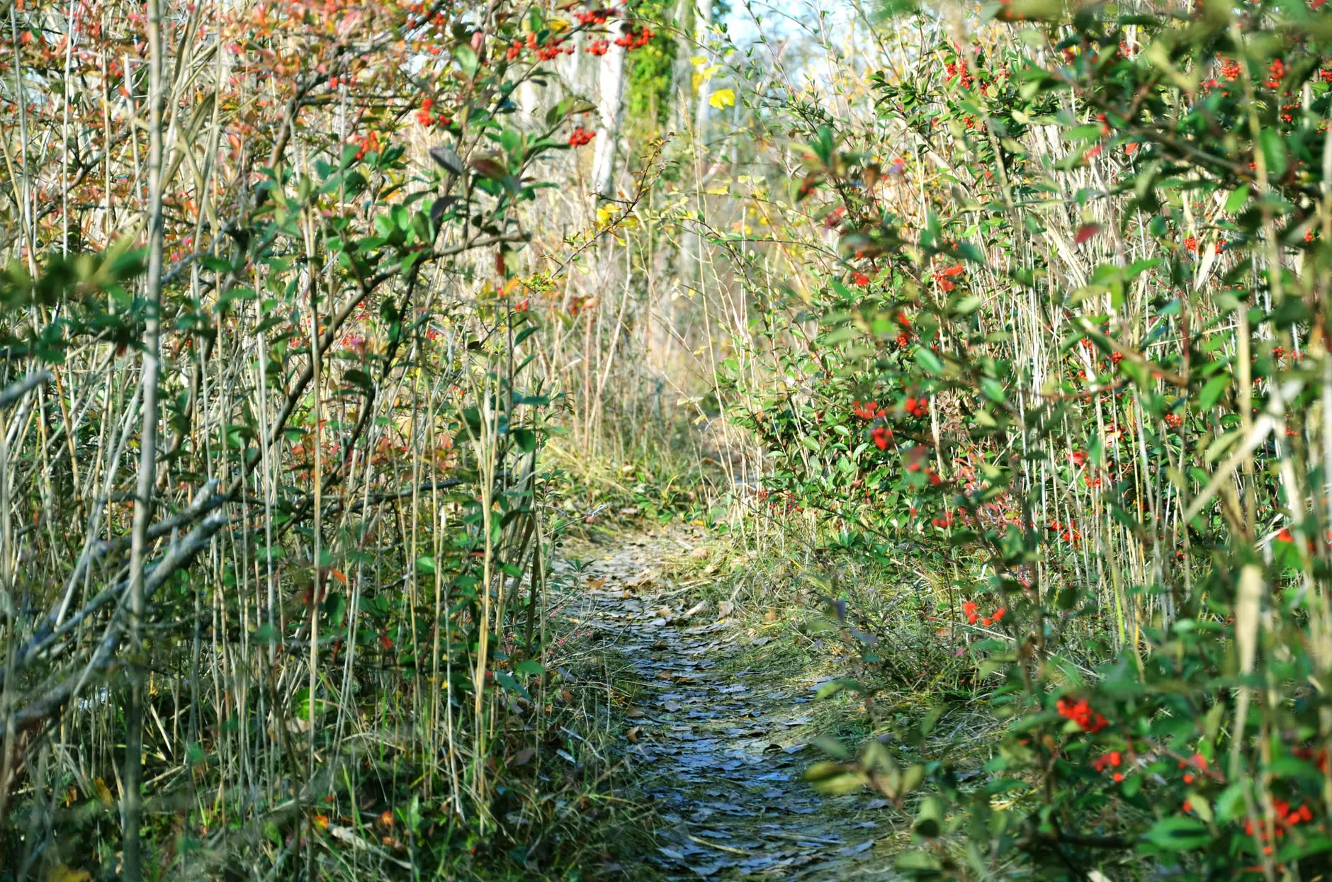 Waterways Nature Connection Programme at Hirst Wood