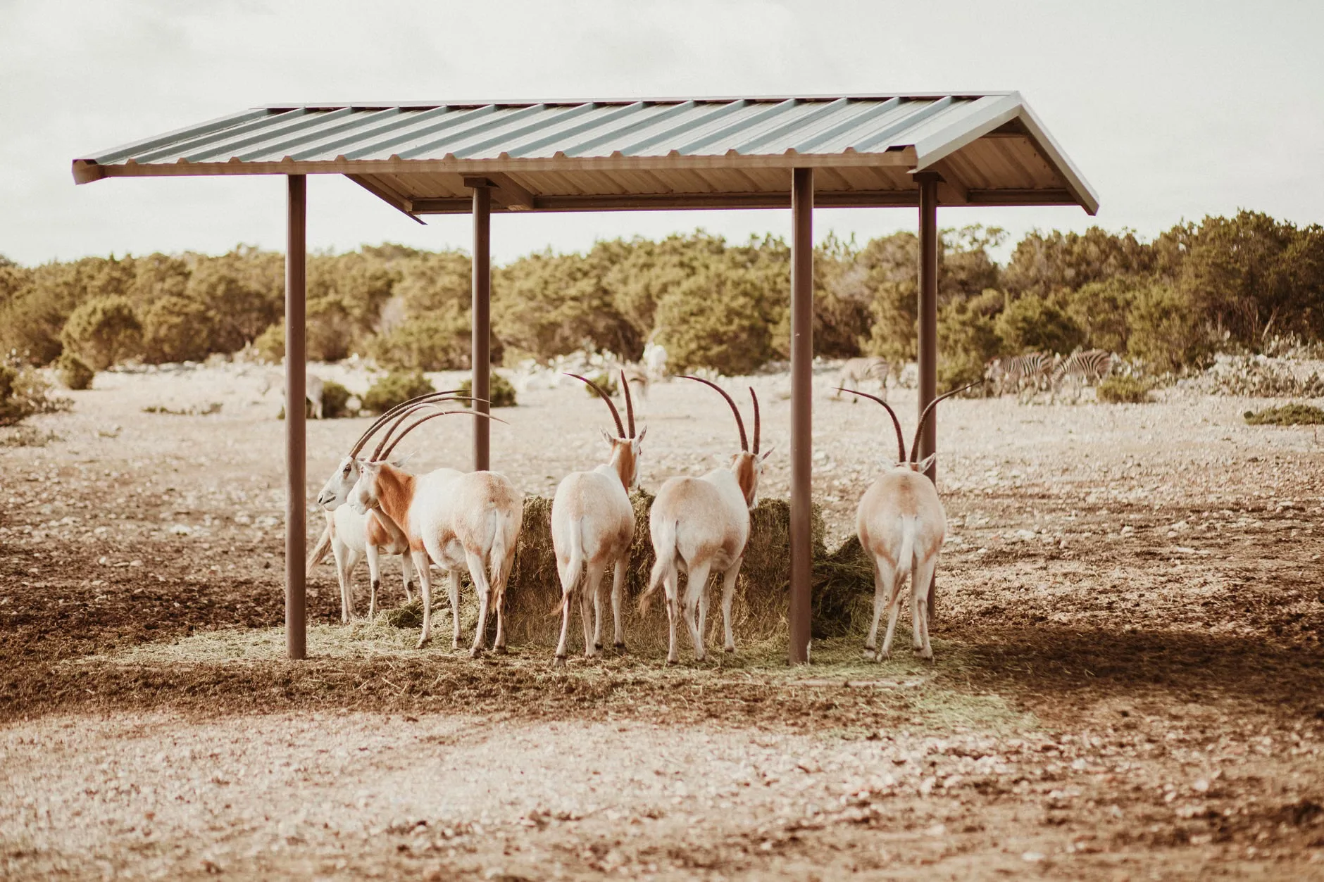 The World's Smallest Zoo exhibition featuring 'The Night Watch'
