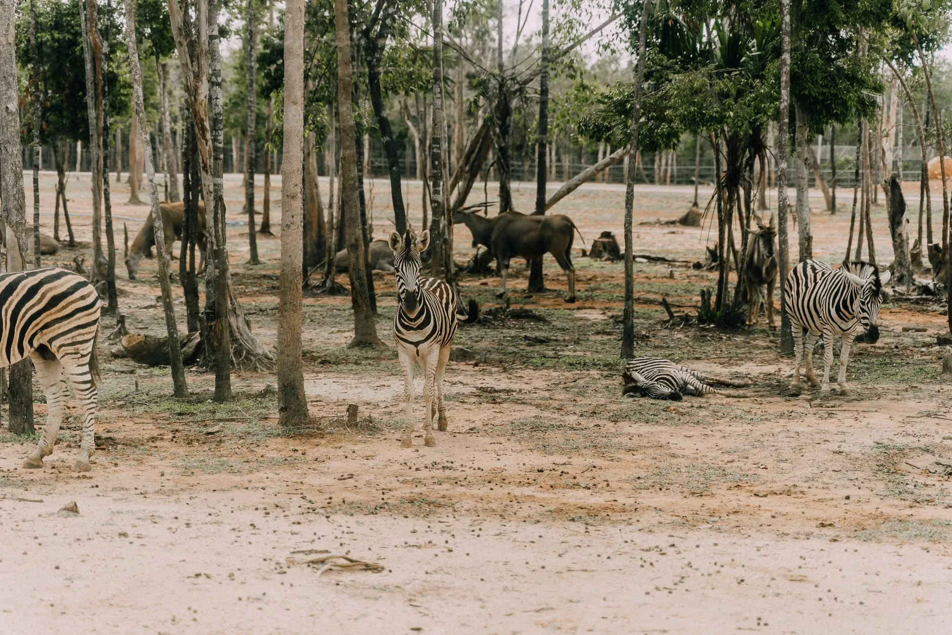 Under 5s Week at West Midlands Safari Park