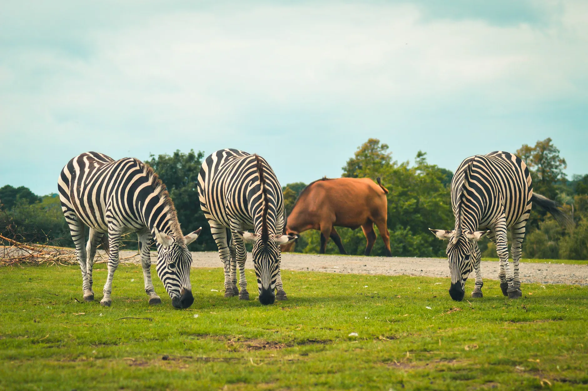 Animals! (A Family Friendly Performance) at The Harris