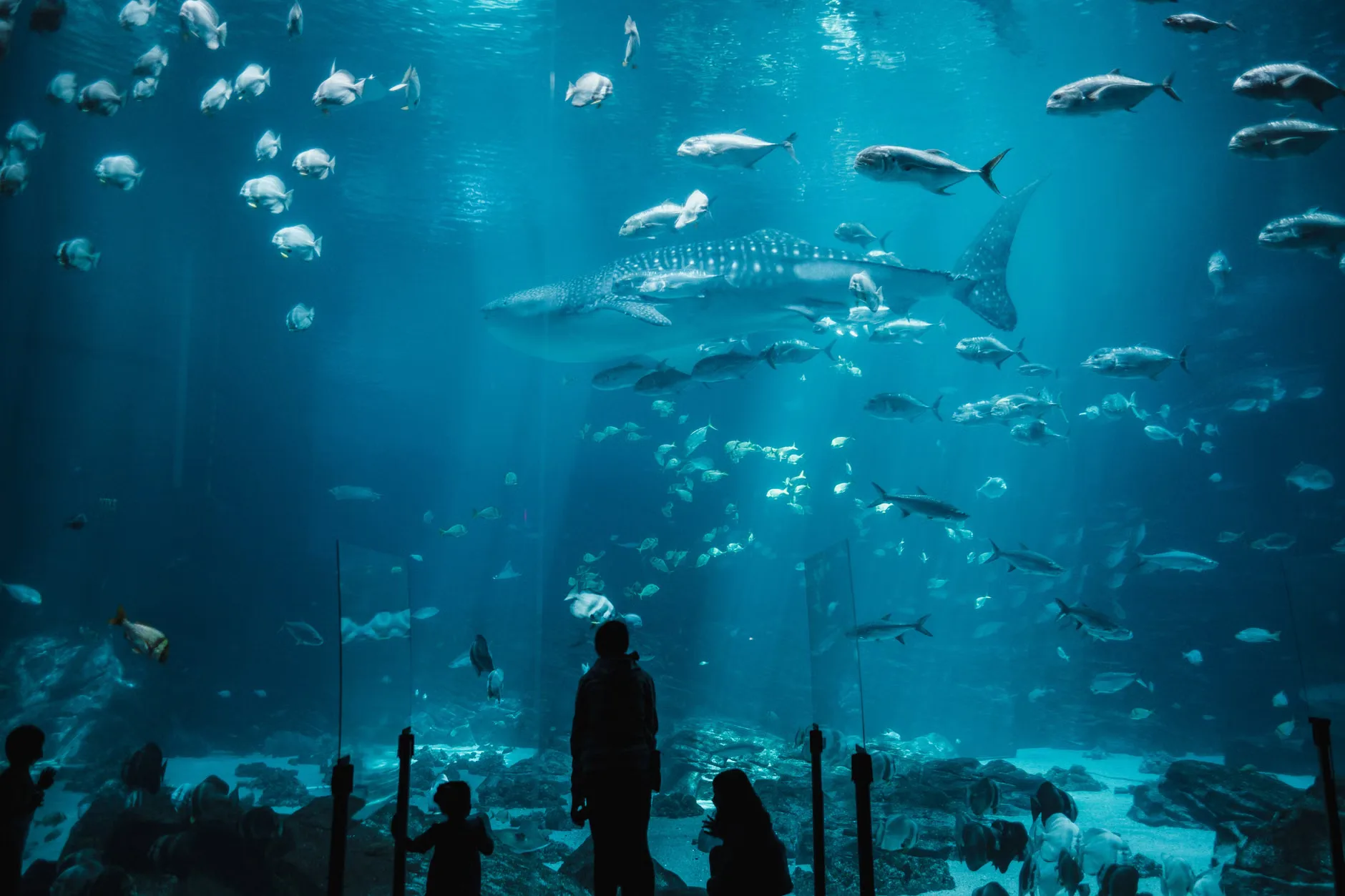 Sea Life Brighton - Standard Admission at SEA LIFE Brighton