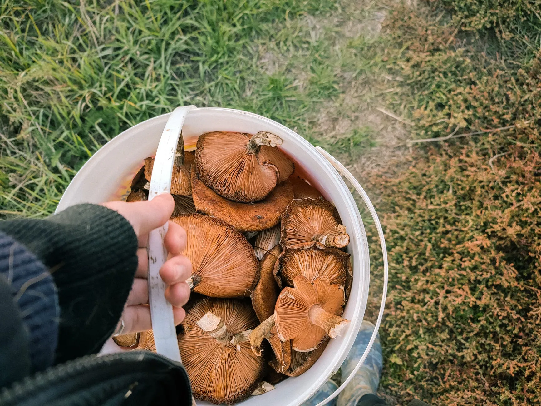 Flavour-Led Foraging Walk, Plants, Fungi, History & Folklore -FUNGI FOCUSED at The Grange Hampshire