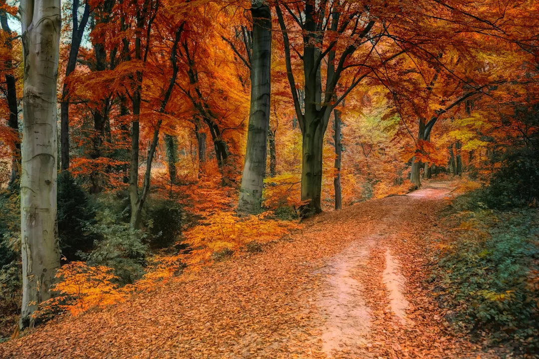 Autumn Estate walks at Hinton Ampner