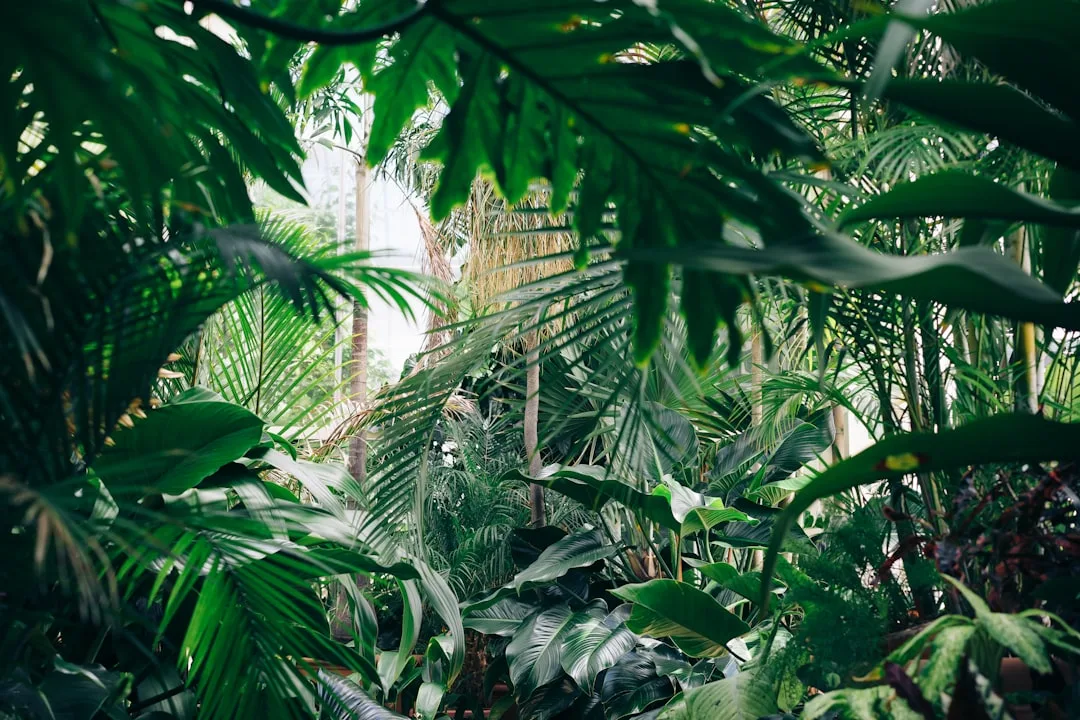 The History of Jungle
