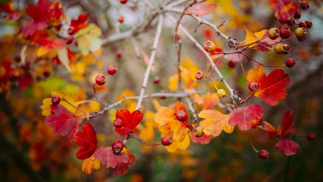 Autumn plant fayres at Dyrham Park