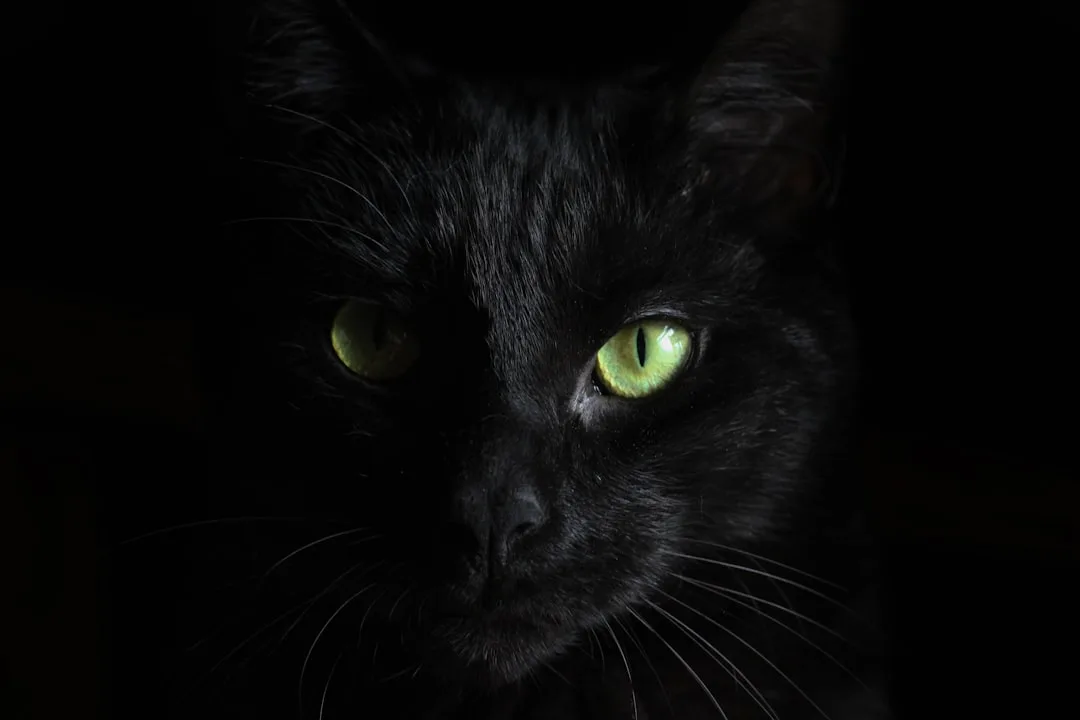 CHAT NOIR at The Lost Estate