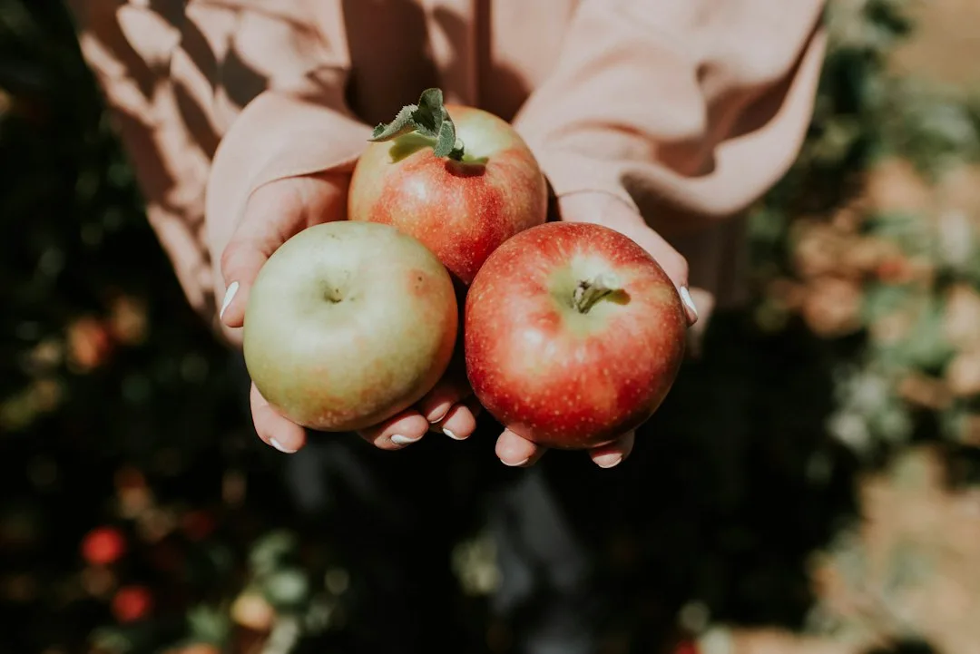 Apple picking in the Kitchen Garden