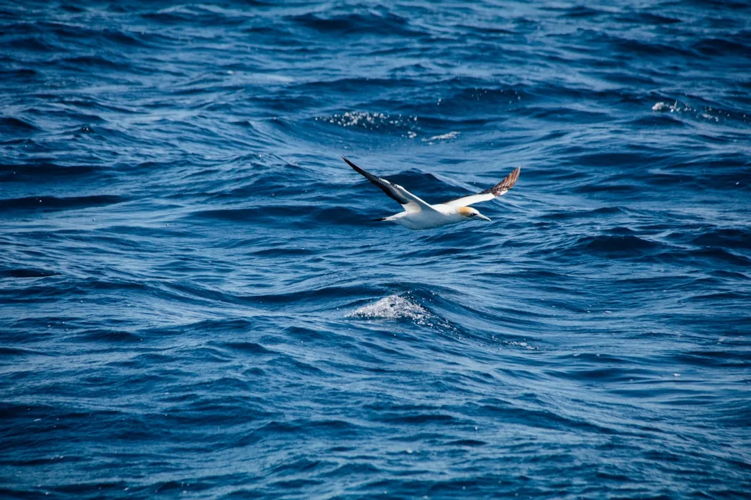 Operation Seabird at Godrevy