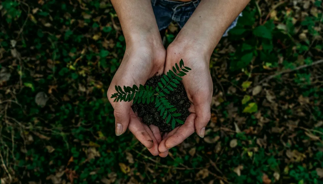 Conservation and Care at Belton Estate