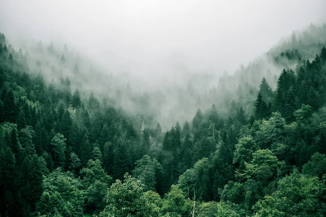 'Future Forests' Photography Exhibition-from Danes Wood at Killerton