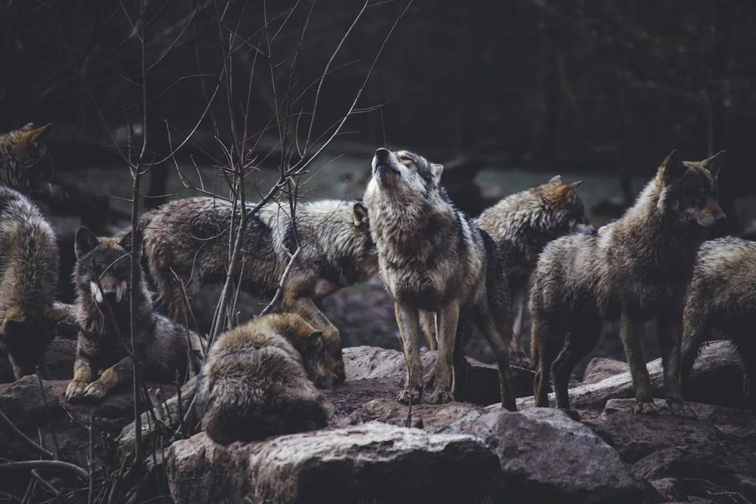 Wandering Wolves at Little Moreton Hall