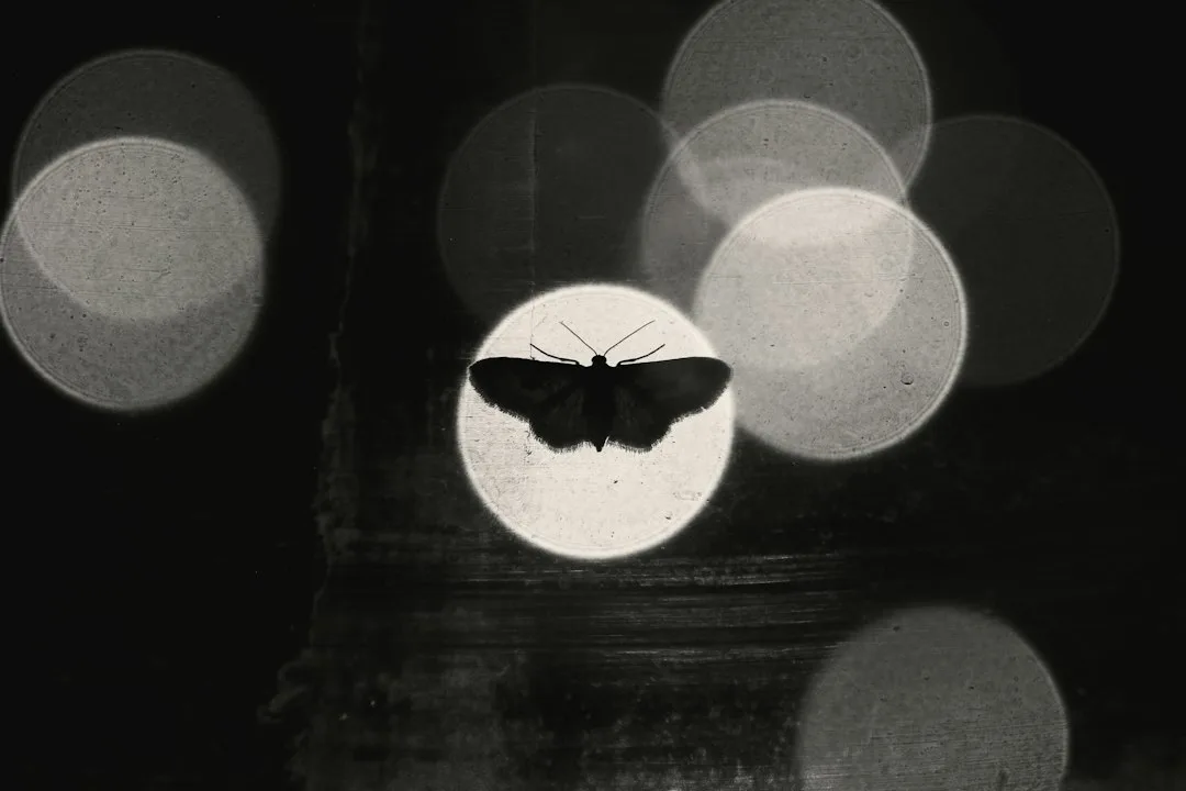 Belton's Butterfly and Moth Trail