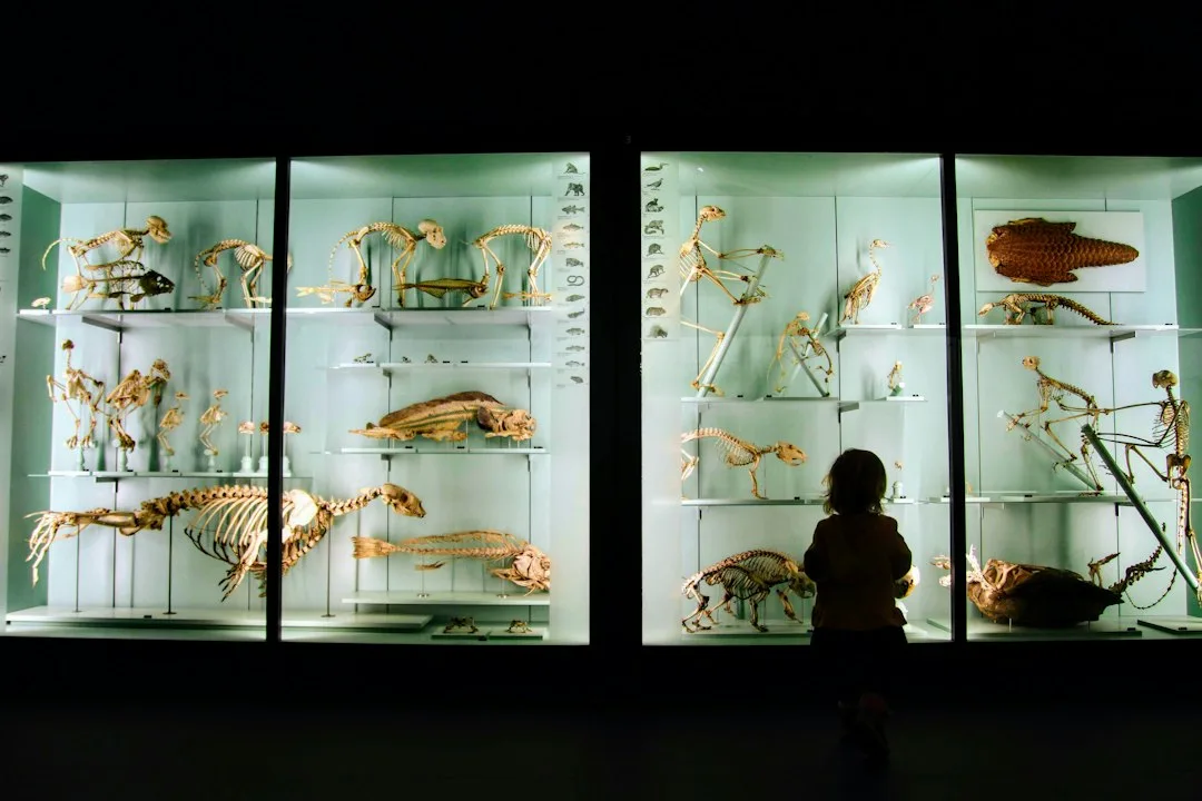 Mini Museum Club: Dinosaurs & Fossils at Lynn Museum