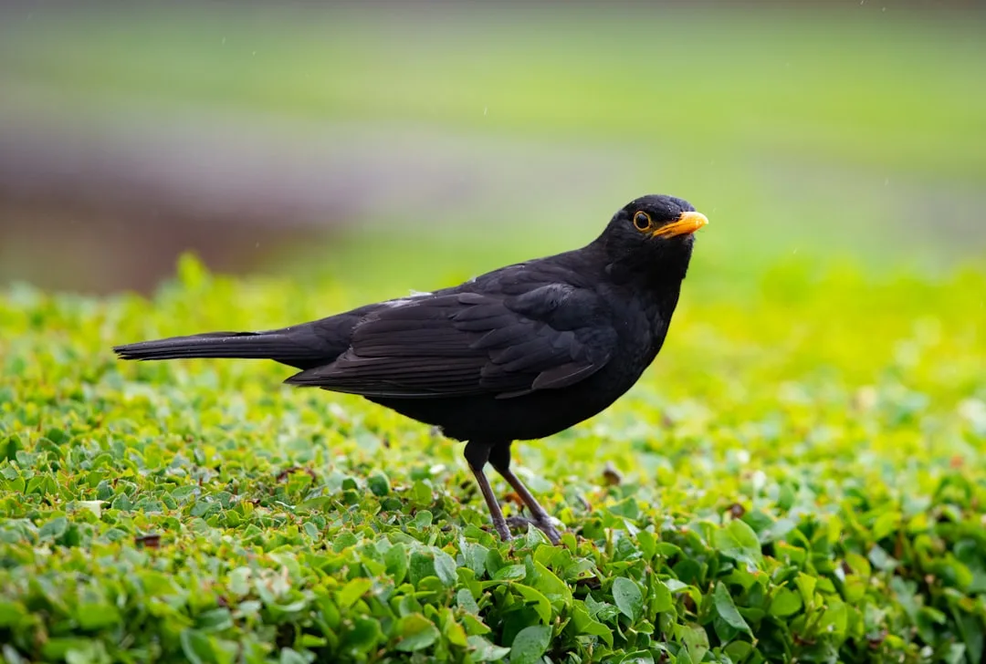 When the Blackbird Sings at Schwarzman Centre for the Humanities