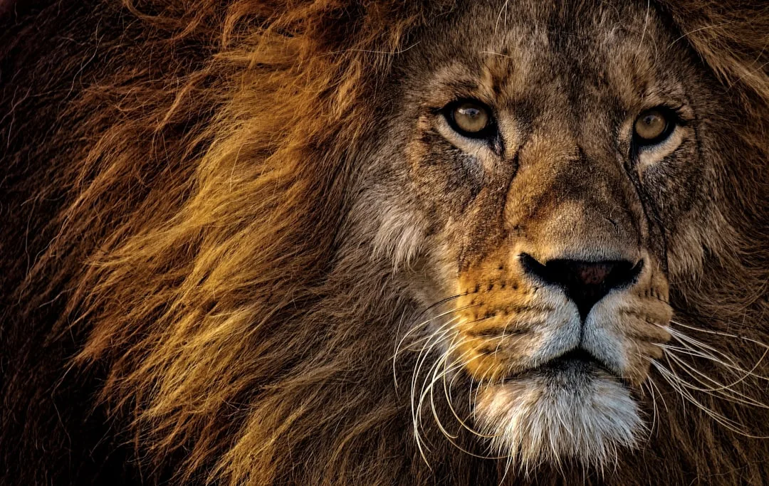 Co.next Workshop – Lions’ Den – Finding Balance in a Busy World at Lions Den in the City