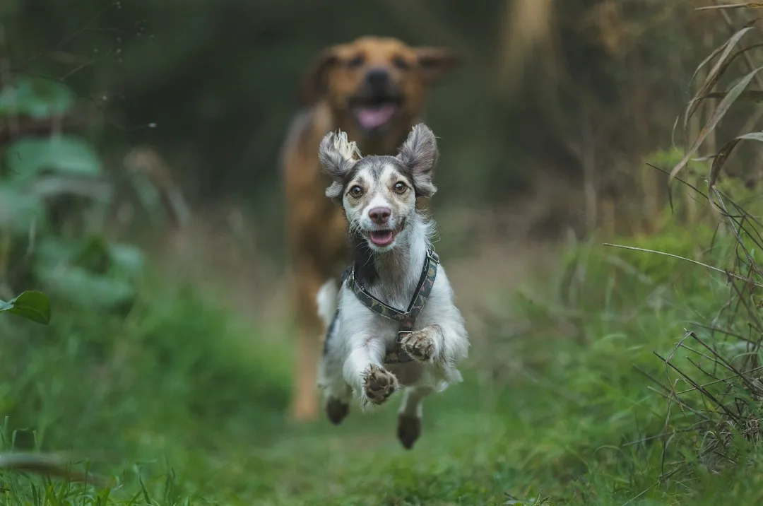 Charity Dog Fun Day