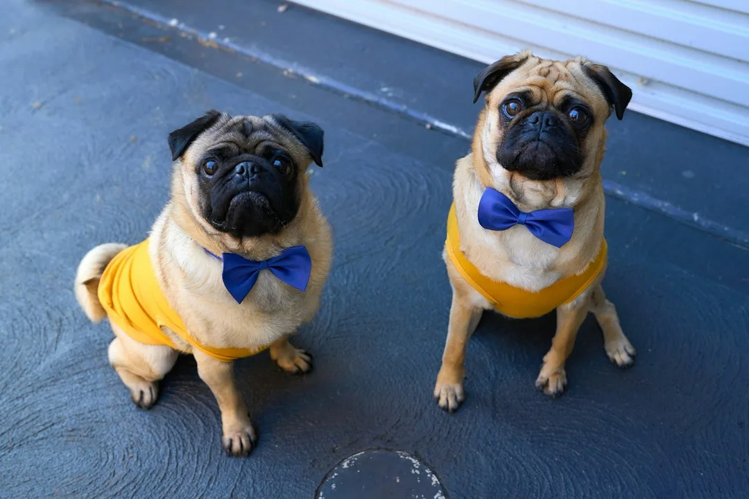 Pugs and Mugs Sep '26 at Pr-Developments