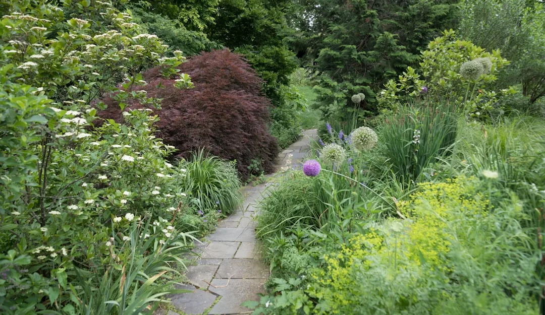 Medicinal Garden Walks