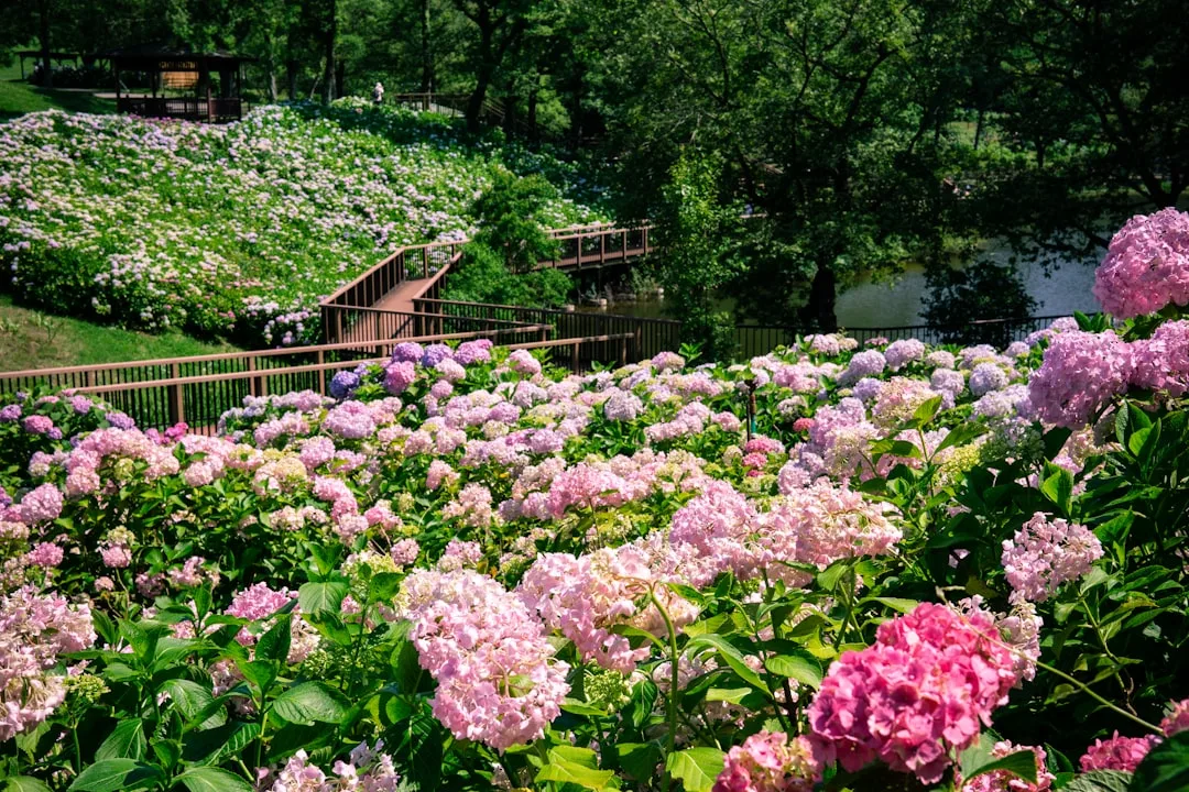 Guided garden tours at Hinton Ampner