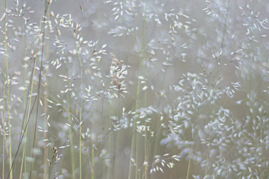 Hay Fever