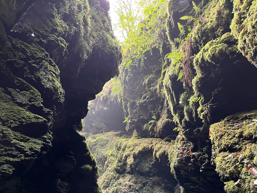 The lichens of Lydford Gorge summer trail at Lydford Gorge