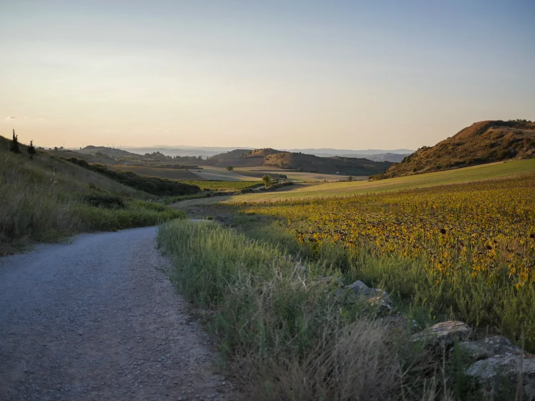 Twilight Sunflower Trail 2026