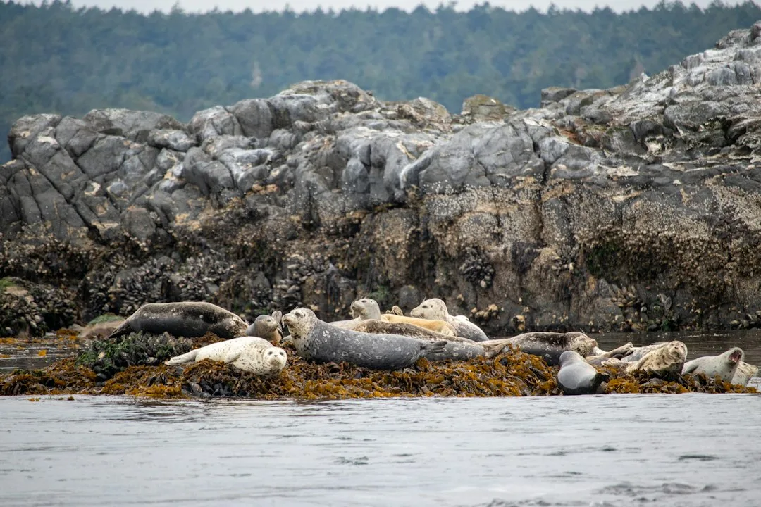 Seal Island Cruise Tour at Camusnagaul Ferry Pier