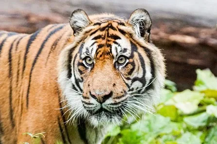 Visit to London Zoo for Two Adults at Regents Park