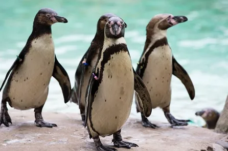 Visit to London Zoo for One Adult and One Child at Regents Park
