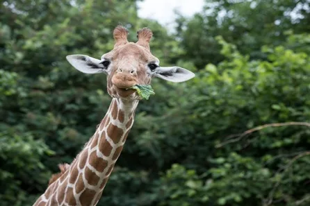 Visit to Whipsnade Zoo for Two Adults