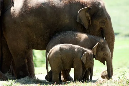 Visit to Whipsnade Zoo for Two Adults and One Child at Dunstable