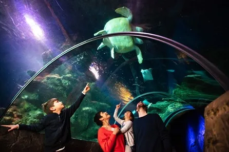 Visit to SEA LIFE London Aquarium for Two Adults and One Child at Westminster