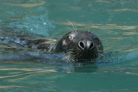 1 Hour Seal Safari Experience for Two Adults at Padstow