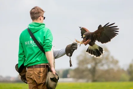 Bird of Prey Taster Experience for Two at Mercer Falconry at Mercer Falconry, Newark