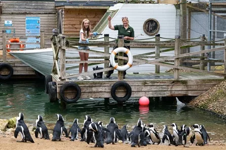 Birdworld Private Penguin Feeding Experience with Memento at Farnham
