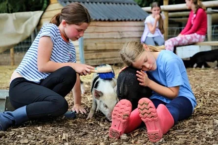 Piggy Pet and Play for One Child at Kew Little Pigs at Kew Little Pigs, Amersham